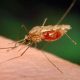 Mosquito causing Malaria