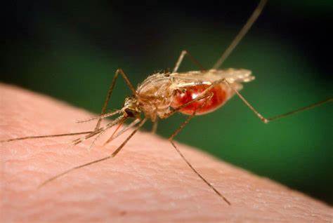 Mosquito causing Malaria